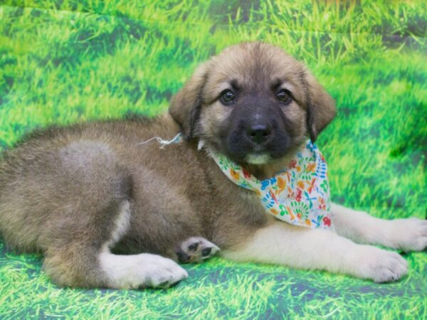 Anatolian Pyrenees DOG Female 12548 Petland Wichita, Kansas