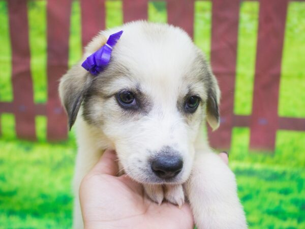 Anatolian Pyrenees-DOG-Female--12547-Petland Wichita, Kansas