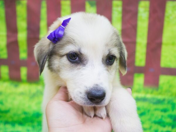 Anatolian Pyrenees DOG Female 12547 Petland Wichita, Kansas