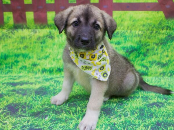 Anatolian Pyrenees-DOG-Male--12546-Petland Wichita, Kansas