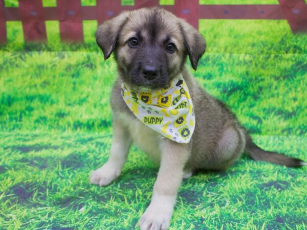 Anatolian Pyrenees DOG Male 12546 Petland Wichita, Kansas