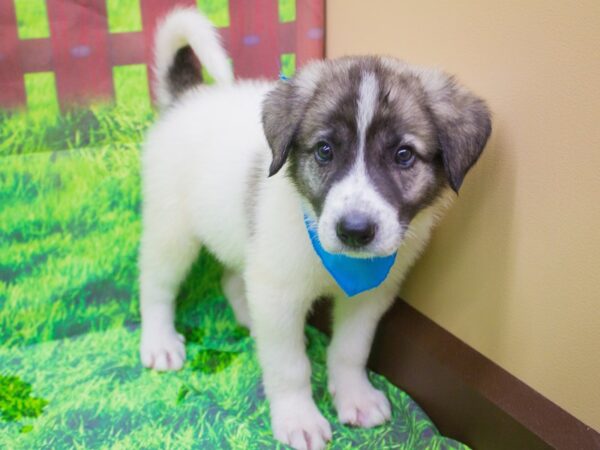 Anatolian Pyrenees-DOG-Male--12545-Petland Wichita, Kansas