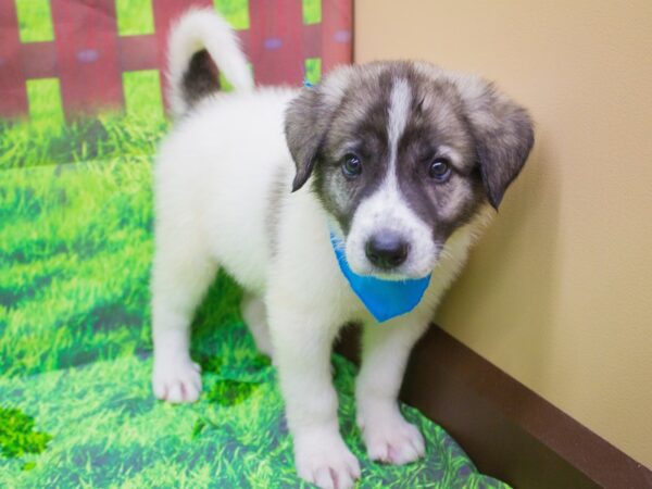 Anatolian Pyrenees DOG Male 12545 Petland Wichita, Kansas