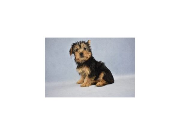 Silky Terrier DOG Female Black and Tan 12565 Petland Wichita, Kansas