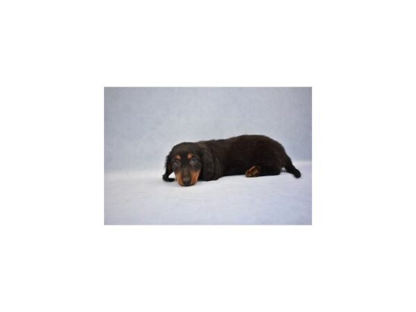 Dachshund DOG Female Black and Tan 12564 Petland Wichita, Kansas