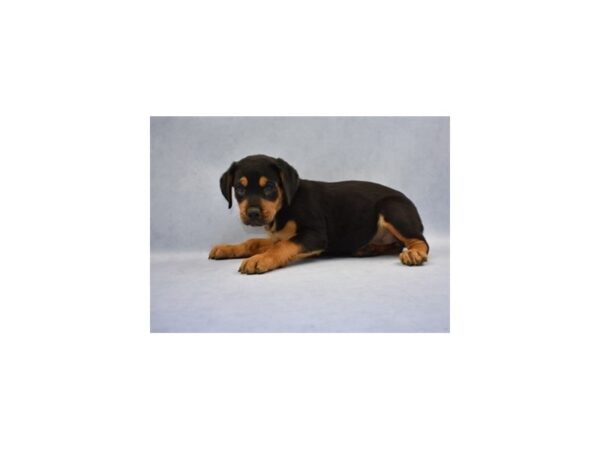 Rottweiler-DOG-Female-Black and Mahogany-12587-Petland Wichita, Kansas