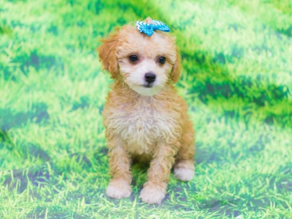 Toy Poodle DOG Female Apricot 12576 Petland Wichita, Kansas