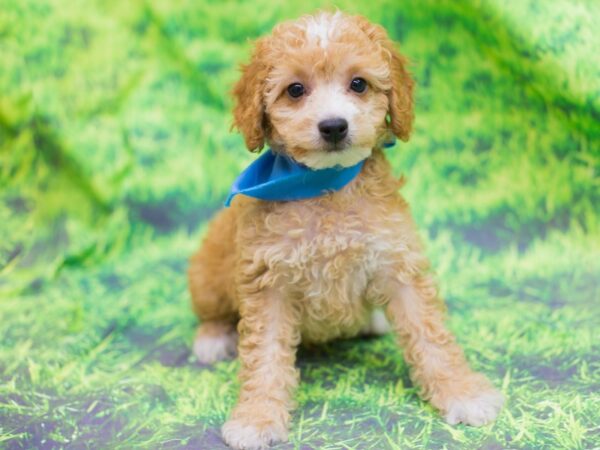 Toy Poodle DOG Male Apricot 12575 Petland Wichita, Kansas