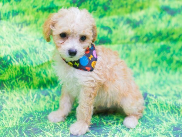 Toy Poodle DOG Male Apricot 12574 Petland Wichita, Kansas