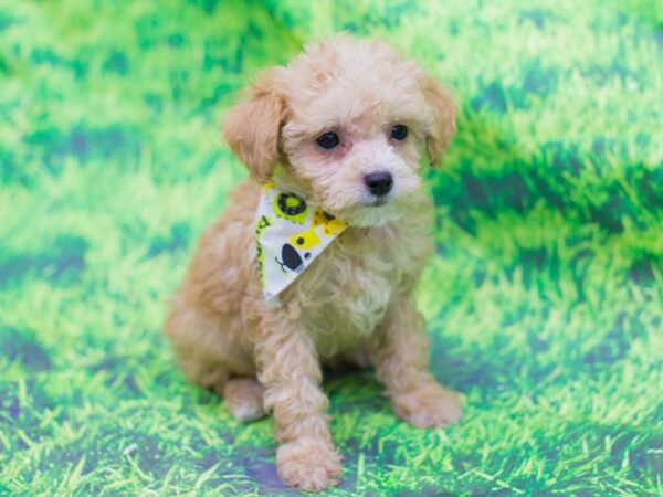 Toy Poodle DOG Male Apricot 12573 Petland Wichita, Kansas