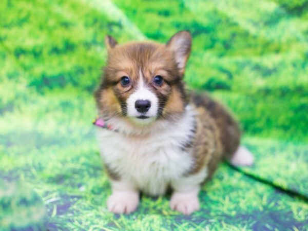 Pembroke Welsh Corgi-DOG-Male-Red and White-12572-Petland Wichita, Kansas