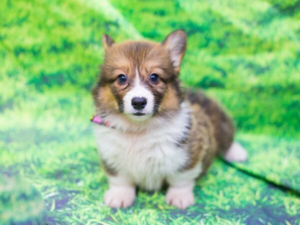 Pembroke Welsh Corgi DOG Male Red and White 12572 Petland Wichita, Kansas