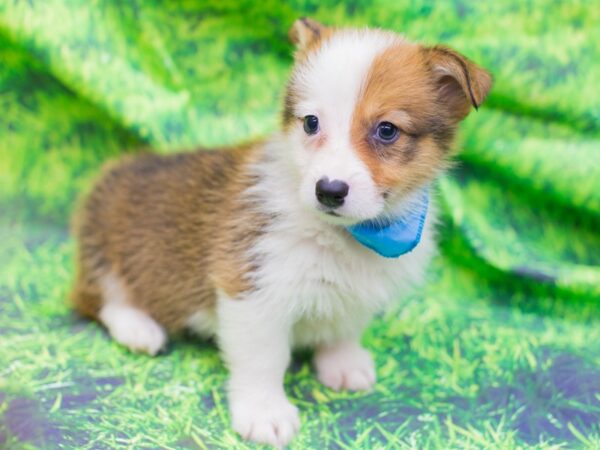 Pembroke Welsh Corgi DOG Male Red and White 12571 Petland Wichita, Kansas