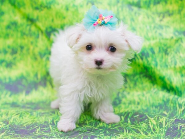 Maltese DOG Female White 12570 Petland Wichita, Kansas