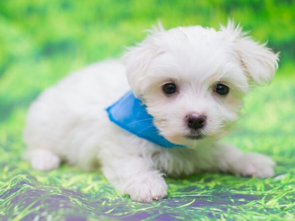 Maltese DOG Male White 12569 Petland Wichita, Kansas