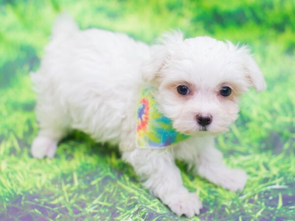 Maltese DOG Male White 12568 Petland Wichita, Kansas