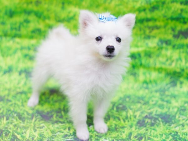 Miniature American Eskimo DOG Female White 12567 Petland Wichita, Kansas