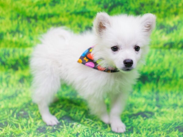 Miniature American Eskimo DOG Male White 12566 Petland Wichita, Kansas