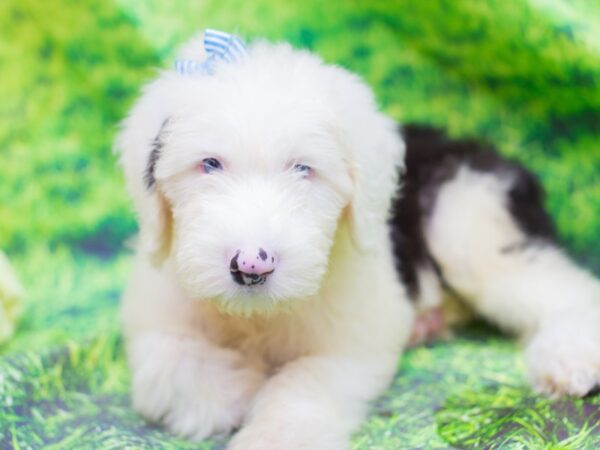 Old English Sheepdog DOG Female Black and White 12563 Petland Wichita, Kansas