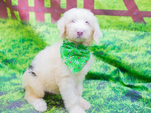 Old English Sheepdog DOG Male Black and White 12562 Petland Wichita, Kansas