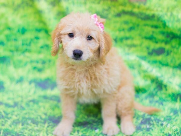 Miniature Goldendoodle DOG Female Golden 12561 Petland Wichita, Kansas