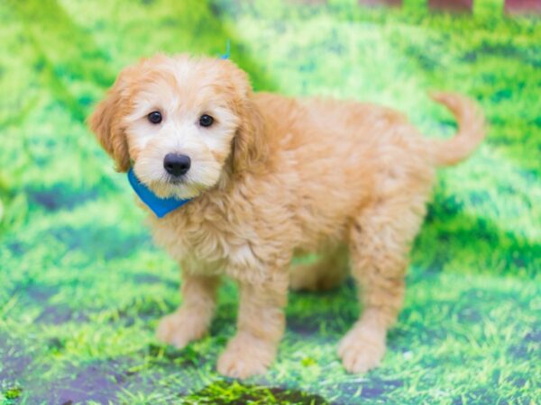 Miniature Goldendoodle DOG Male Red 12560 Petland Wichita, Kansas