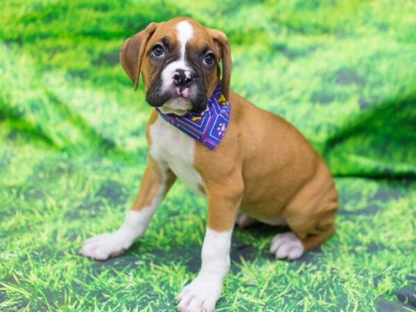 Boxer DOG Female Flashy Fawn 12559 Petland Wichita, Kansas