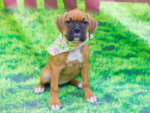 Boxer DOG Female Fawn w/black mask 12558 Petland Wichita, Kansas