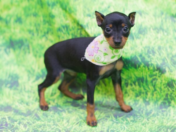 Miniature Pinscher DOG Female Black and Rust 12557 Petland Wichita, Kansas