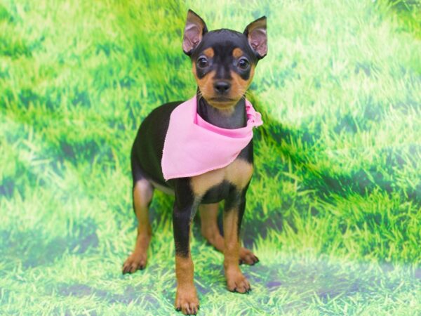 Miniature Pinscher DOG Female Black and Rust 12556 Petland Wichita, Kansas