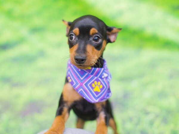 Miniature Pinscher DOG Female Black and Rust 12555 Petland Wichita, Kansas