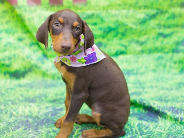 Doberman Pinscher DOG Female Red and Tan 12554 Petland Wichita, Kansas