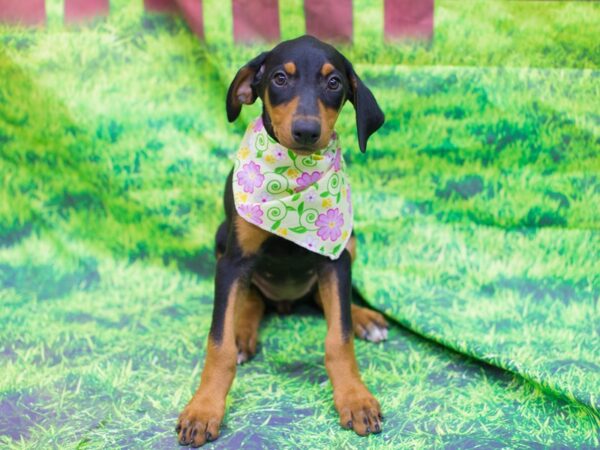 Doberman Pinscher DOG Female Black and Tan 12553 Petland Wichita, Kansas