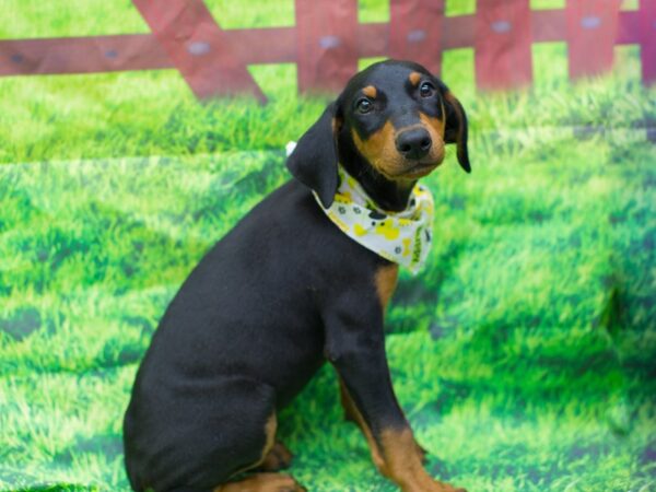 Doberman Pinscher DOG Male Black and Tan 12552 Petland Wichita, Kansas