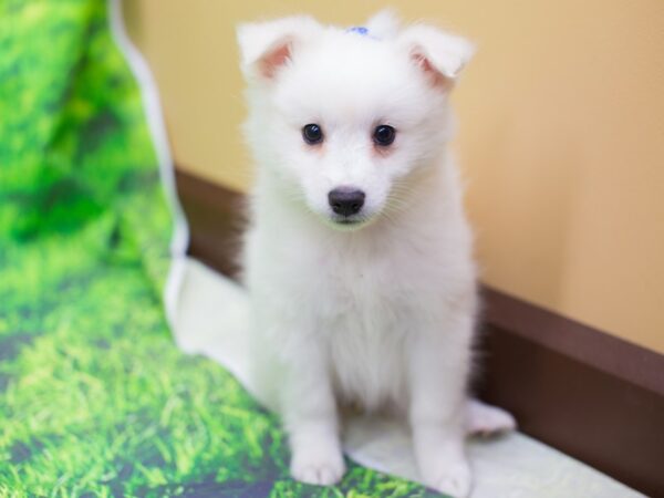 Miniature American Eskimo DOG Female White 12551 Petland Wichita, Kansas