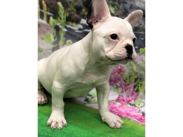 French Bulldog DOG Male White and Black 12501 Petland Wichita, Kansas