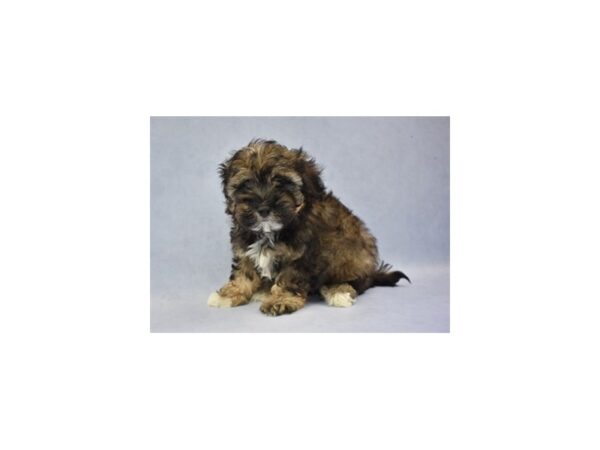 Malti-Poo-DOG-Male-Café-12590-Petland Wichita, Kansas