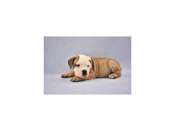 Victorian Bulldog DOG Male Fawn and White 12589 Petland Wichita, Kansas