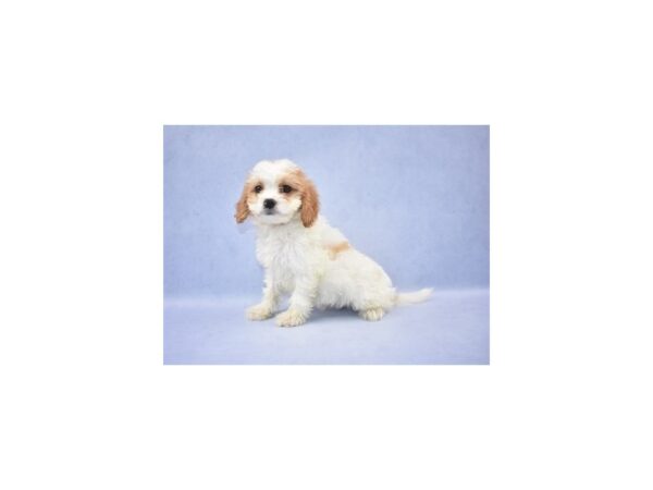 Cavapoo-DOG-Female-Red and White-12591-Petland Wichita, Kansas