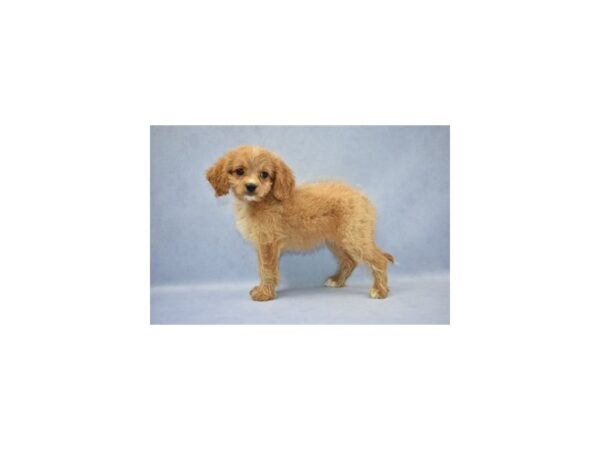 Cavapoo DOG Female Red 12592 Petland Wichita, Kansas