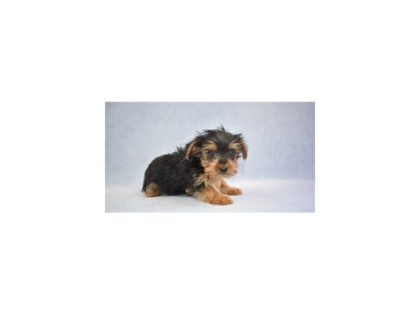 Yorkshire Terrier DOG Male Black and Tan 12588 Petland Wichita, Kansas