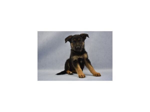 German Shepherd DOG Male Black and Tan 12586 Petland Wichita, Kansas