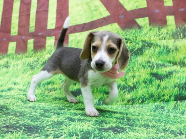 Beagle DOG Female Blue and White 12579 Petland Wichita, Kansas