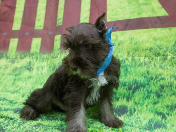 Miniature Schnauzer DOG Male Liver and Tan 12583 Petland Wichita, Kansas