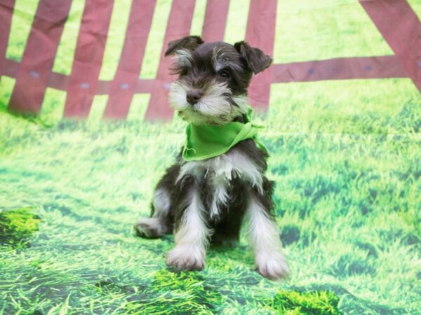 Miniature Schnauzer DOG Male Liver and Tan 12582 Petland Wichita, Kansas