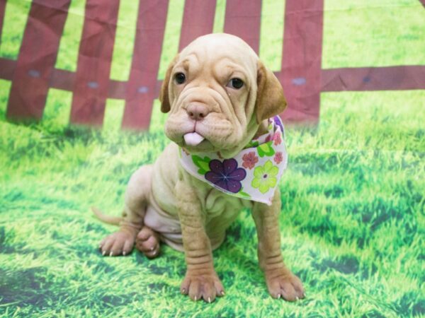 Walrus-DOG-Female-Fawn-12585-Petland Wichita, Kansas