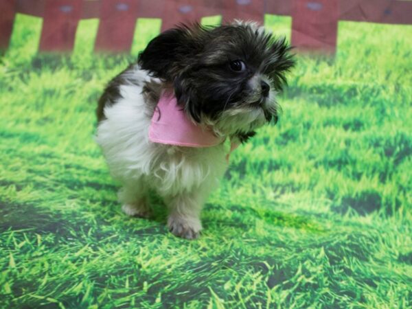 Shorkie DOG Female Black and Brindle 12598 Petland Wichita, Kansas