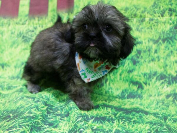 Shorkie DOG Female Brindle and White 12599 Petland Wichita, Kansas