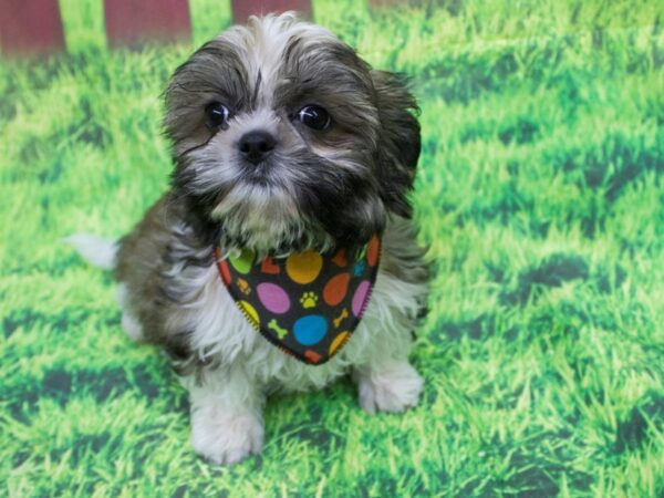 Shorkie DOG Male Sable and White 12597 Petland Wichita, Kansas