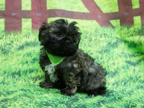 Shorkie-DOG-Male-Black and Brindle-12596-Petland Wichita, Kansas